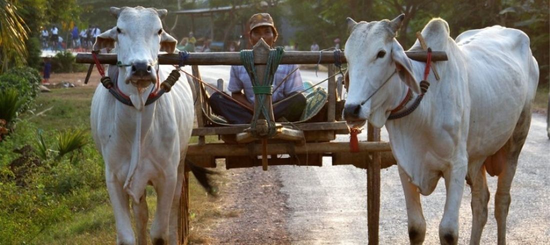 Balade charrette bœufs campagne Battambang