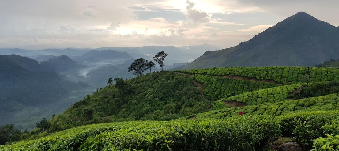 Plantations de thé Munnar Kerala Sud Inde