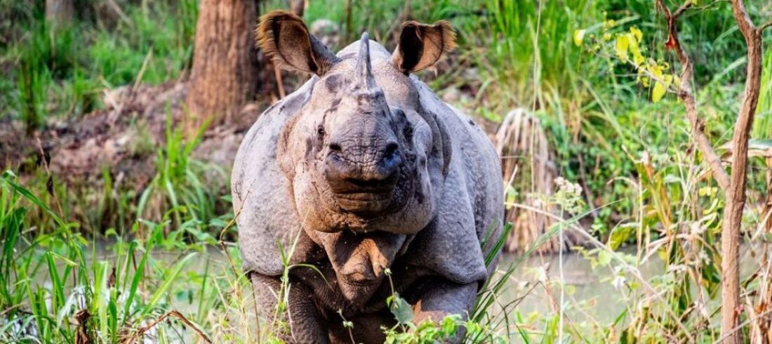 Rhinocéros parc national Chitwan