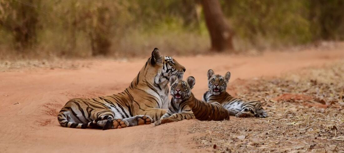 Tigres Bengale parc National Ranthambore safari