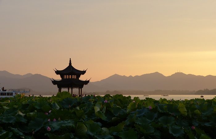 Lotus lac palais été Pékin