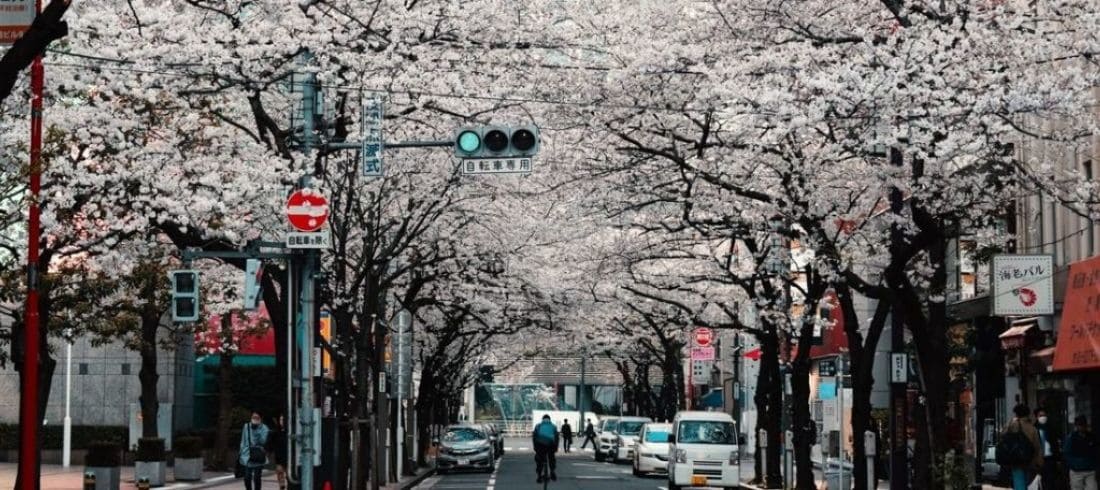 Tokyo cerisiers
