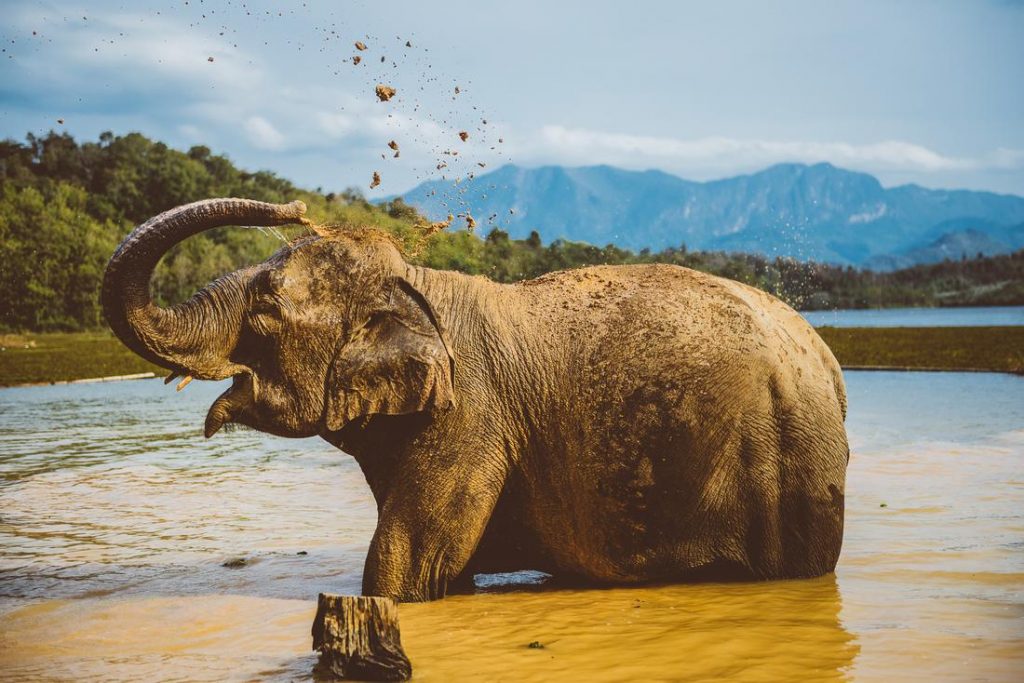 Elephant conservation center -Rencontre avec les éléphants du Laos - Asie Online