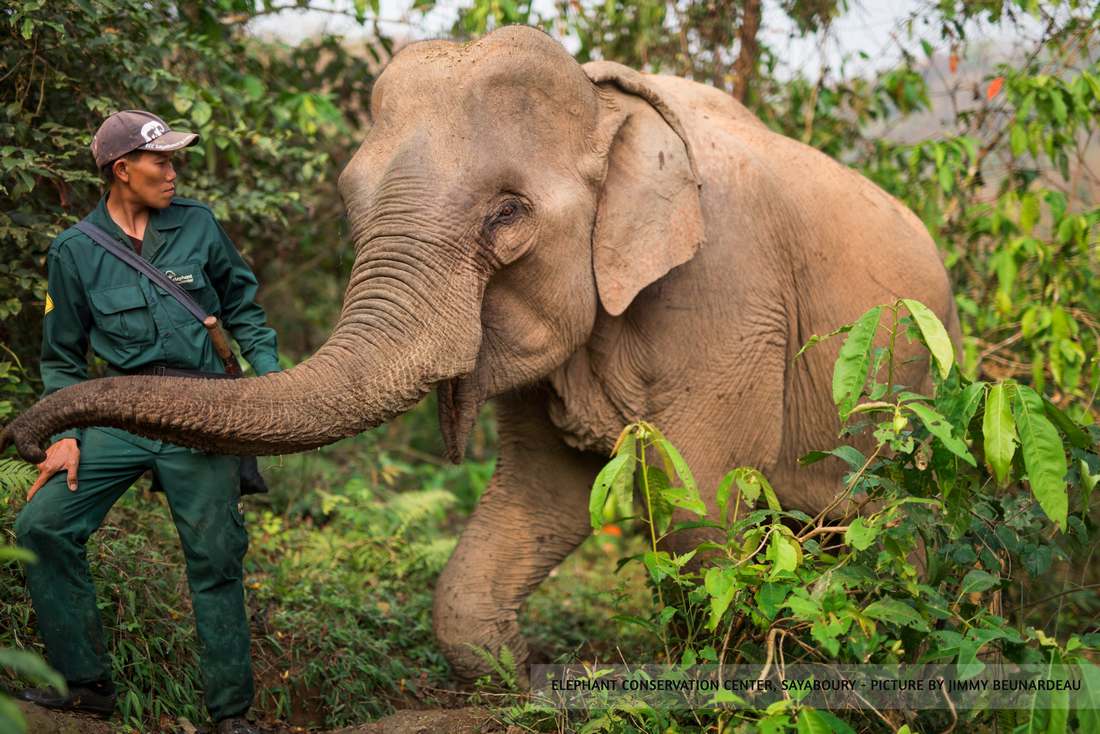 elephant cornac laos centre conservation
