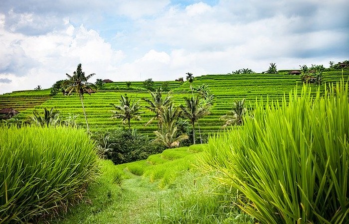 Rizières Bali Jatiluwih verdoyante nature
