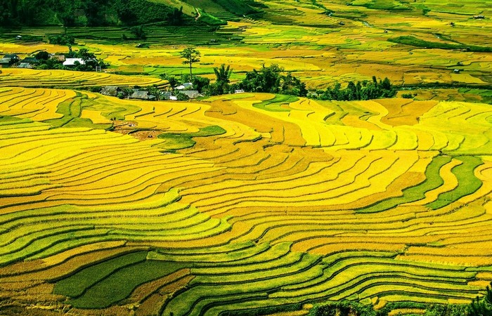 Rizières jaunes Tonkin Vietnam Laos