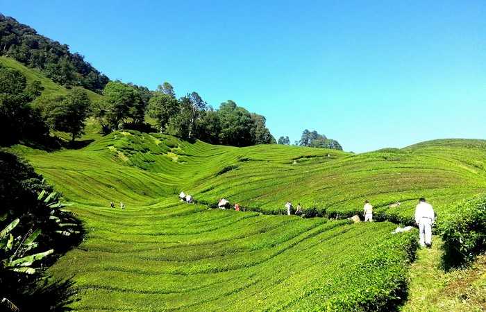 Cameron Highlands plantations thé Malaisie