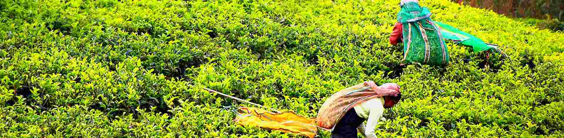 Plantations thé Sri Lanka cueilleuses - Asie Online