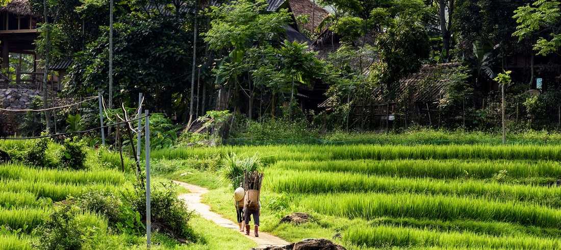 Vietnam Pu Luong nature campagne rizières culture