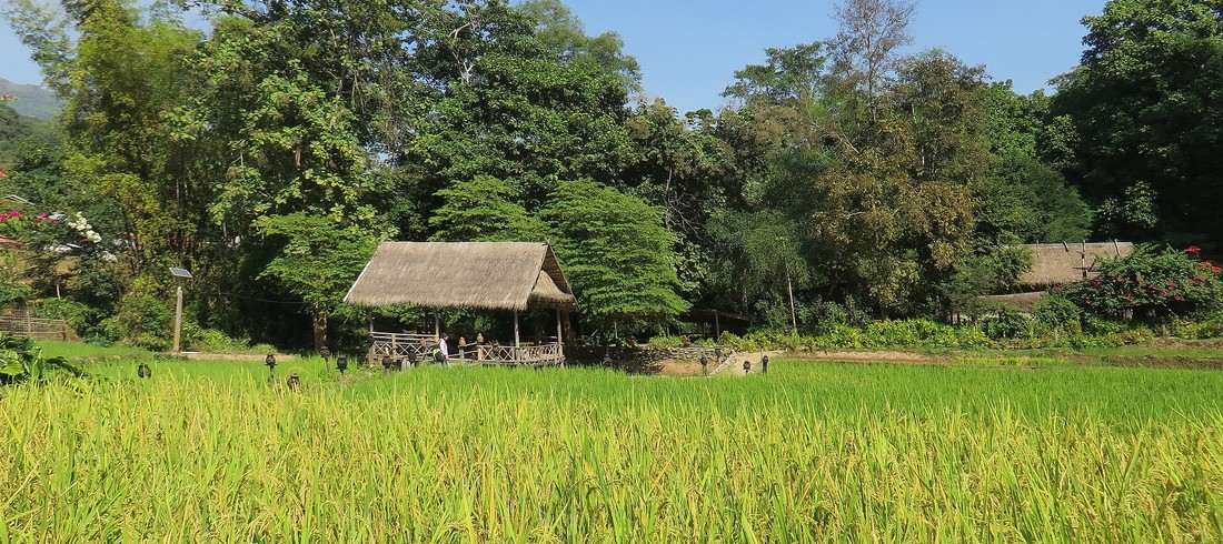 voyage asie laos campagne rizieres maison