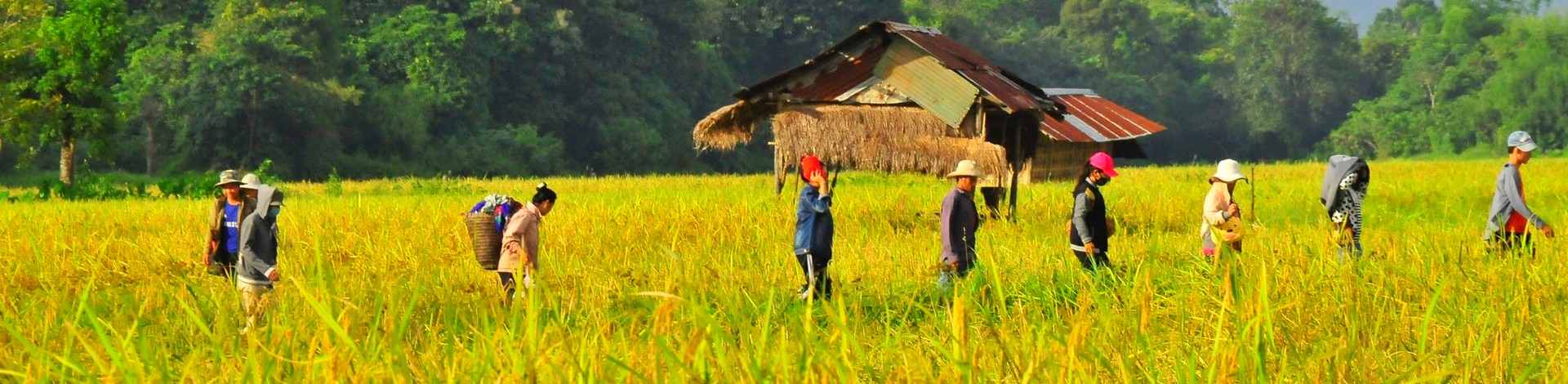 Récolte nord laos rizières verdoyantes