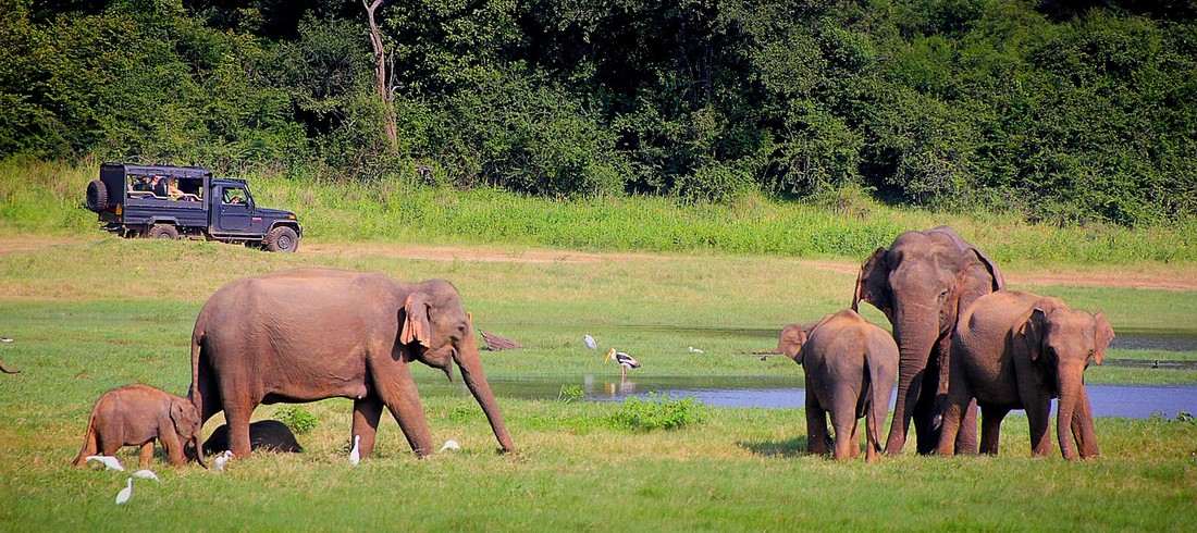 Safari parc national éléphants Sri Lanka
