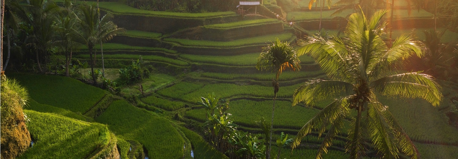 voyage tourisme asie rizieres indonesie bali palmiers soleil lumiere